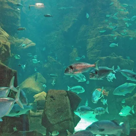 Salgueiro 포르투모니즈