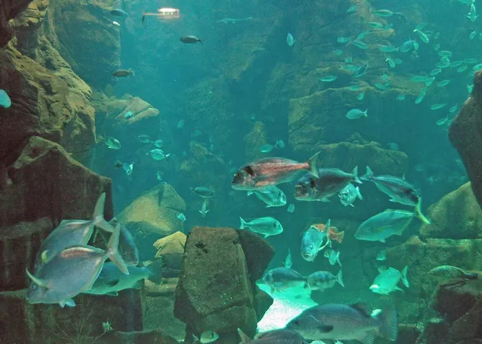 Salgueiro Porto Moniz